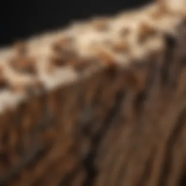 Termites Infesting Timber Macro shot of termites infesting a piece of timber