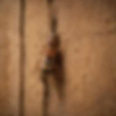 Termite Infestation Signs Tracy CA