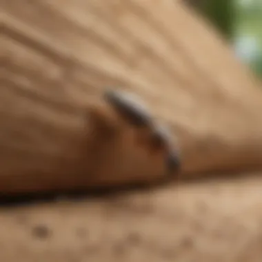 Identifying Termites in Your Home Termite Infestation Signs