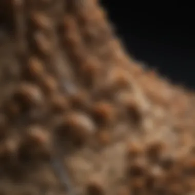 Intricate Termite Colonies Close-up of Termite Nest
