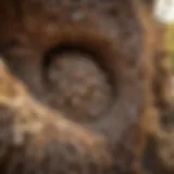 Termite Nest Structure in Tampa