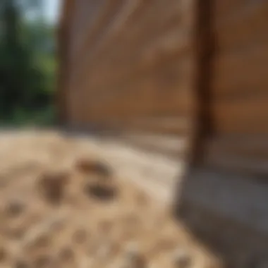 Property Safeguarding Against Termites Illustration of property protection from termites