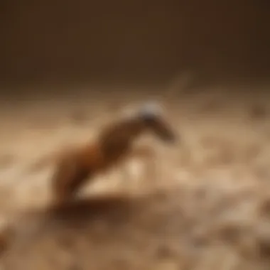 Unraveling the Intricate Behavioral Patterns of Termite Scouts Behavioral Patterns of Termite Scouts
