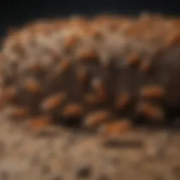 Intricate Termite Communication