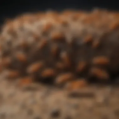 The Sophisticated Communication Network of Termite Scouts Intricate Termite Communication