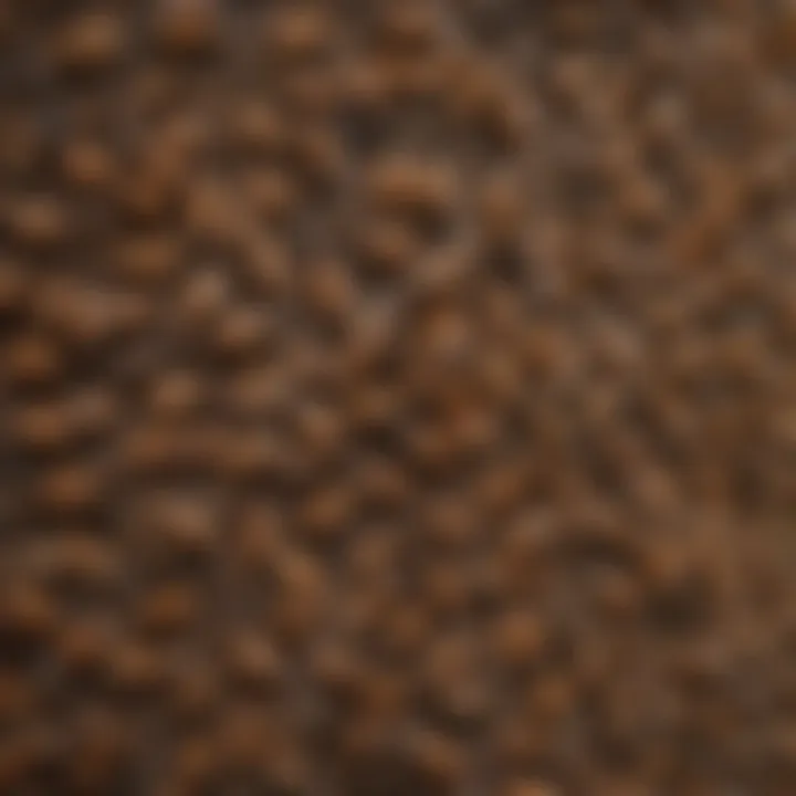 Termite Swarm Behavior Patterns