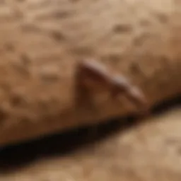 Termite Treatment Application Process