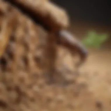 Termite Treatment in Indianapolis - Termite Behavior Insights