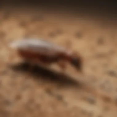 Strategic Termite Treatment Planning