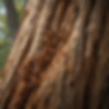 Termites Tunneling Through Tree Bark