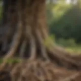 Root Protection with Termiticide Termiticide application on tree roots