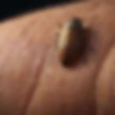 Identifying Insect Bites Illustration showing various insect bites on skin