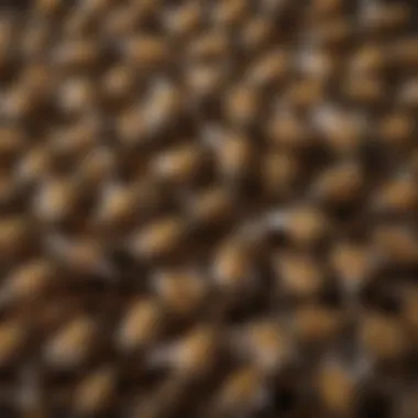 Diversity of Bee Species A close-up shot of different bee species, highlighting their unique characteristics.