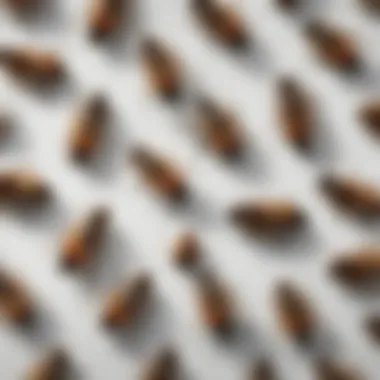 Illustration of the lifecycle of cluster flies