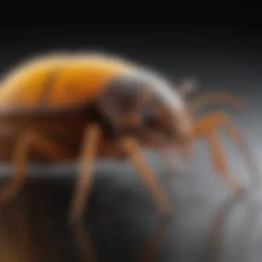 Infographic on the mode of action of boric acid against pests