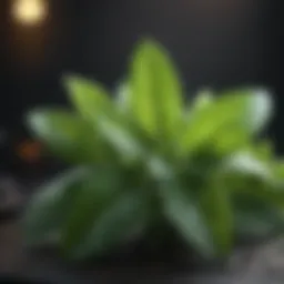 Fresh mint leaves showcasing their vibrant green color