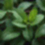A close-up of peppermint leaves showcasing their vibrant green color and texture.