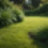 Lush Green Lawn