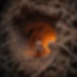 Infrared Vision of Termite Nest