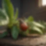 Tick repellent plant