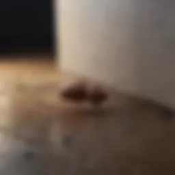 Ticks hiding in dark corners