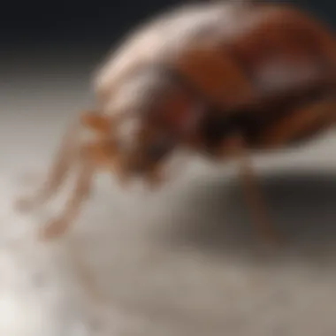 Essential Washing Techniques Effective washing techniques for bed bug removal