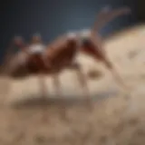 Variety of common ants found in residential areas