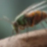 TruGreen Spray for Mosquitoes - Application Technique