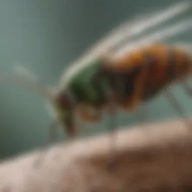 Expert Application Technique for TruGreen Spray TruGreen Spray for Mosquitoes - Application Technique