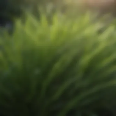 Revitalized Grass Blades Close-up of healthy grass blades after TruGreen treatment