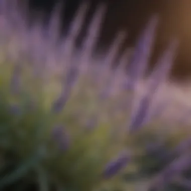 Lavender blossom close-up