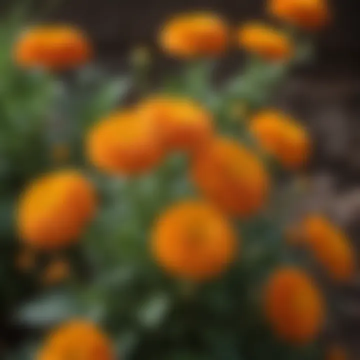 Marigold flowers in full bloom