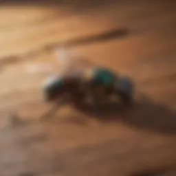 Aromatic Cedar Wood Spray for Carpenter Bees