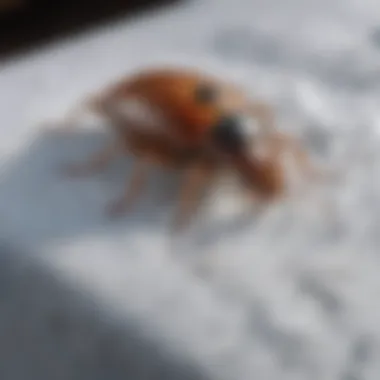 Precaution with Frozen Items for Bed Bug Control Bed bug control precaution with frozen items