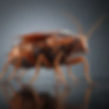 Chemical-Free Solutions Chemical-Free Solutions to Combat German Cockroaches