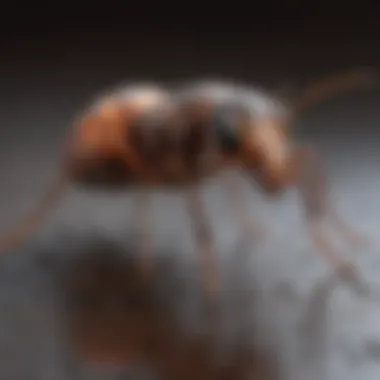 Proven Results of Ant Spray Proven Results of Ant Spray