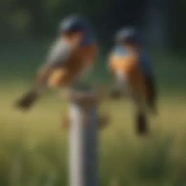Ultrasonic Bird Deterrent Device