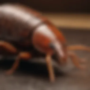 Cutting-Edge Ultrasonic Cockroach Deterrent Ultrasonic pest repeller for cockroaches