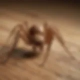 Close-up of a brown recluse spider on a wooden surface