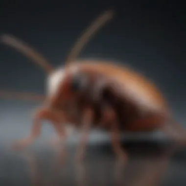 Illustration of proper application techniques for pest management