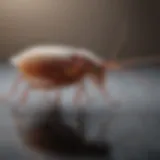 Close-up view of Advion German Cockroach Gel tube highlighting formulation