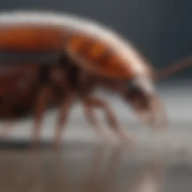 Graph illustrating the efficacy of Advion German Cockroach Gel