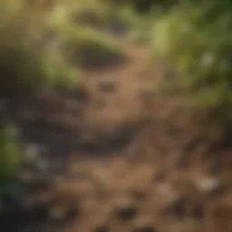 A lush garden area showing signs of gopher activity with mounds of soil.