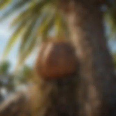 Organic Solutions for Palm Pest Management Organic pest management solutions for palm trees.
