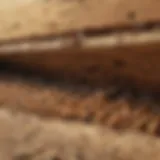 Illustration of termite damage in a wooden structure