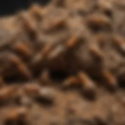 Infographic illustrating the lifecycle of termites