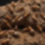 Lifecycle of Termites Explained Infographic illustrating the lifecycle of termites