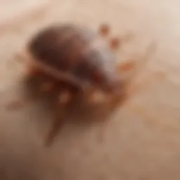 Close-up view of bed bug bite marks on skin
