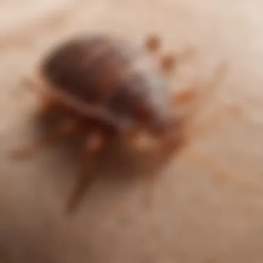 Close-up view of bed bug bite marks on skin