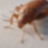 Close-up of bed bug carcasses on a mattress